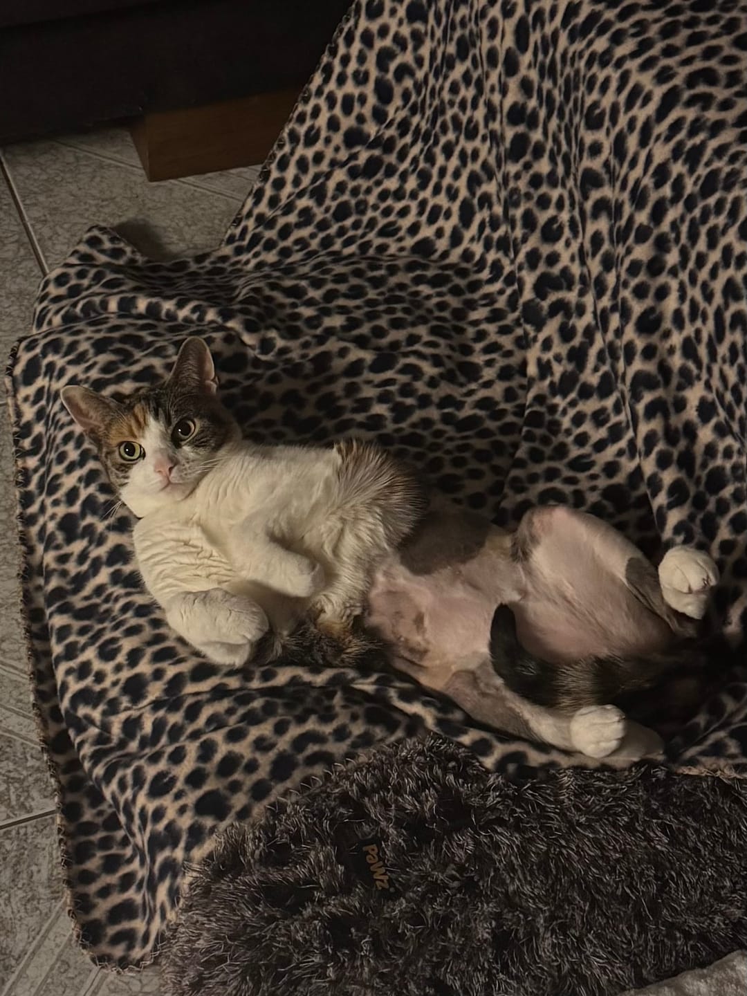 Customer photo review of PaWz Premium SuperMat Calming Bed