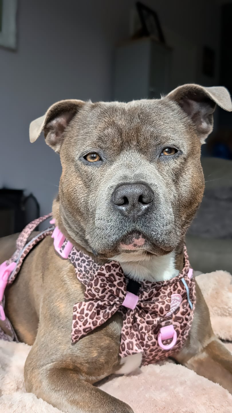 Customer photo review of Tough Trails™ Harness -  Leopard Print