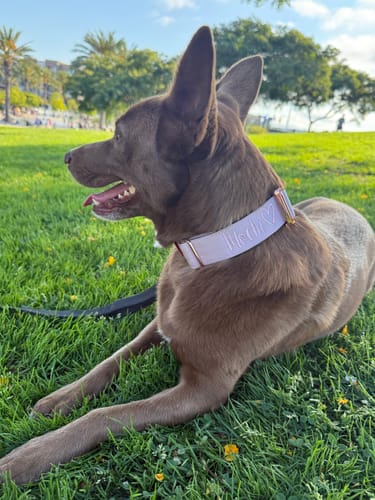 Customer photo review of 1.5" Tacti Dog Collar Slim Luxe - Rose Gold - Sofia