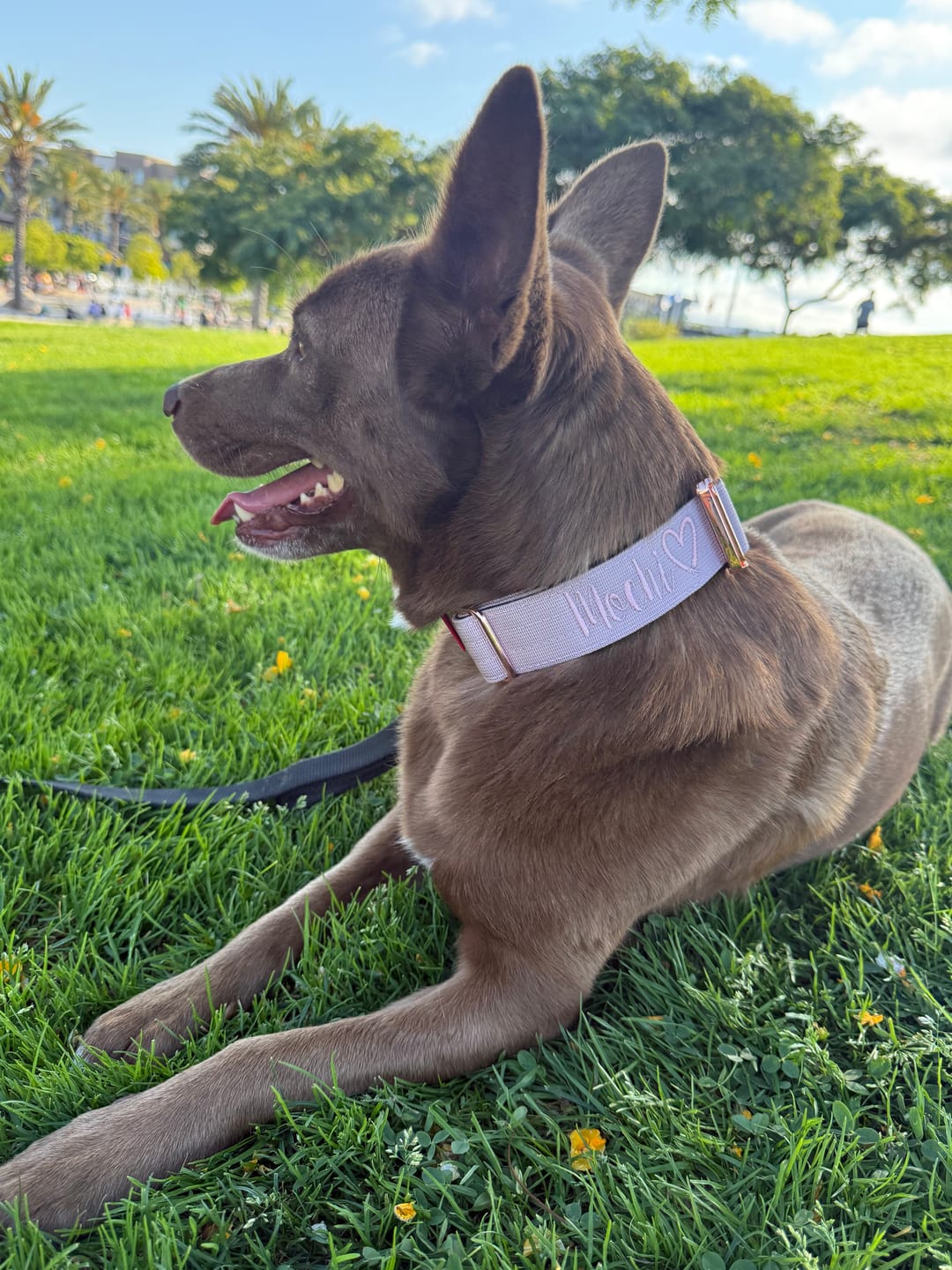 Customer photo review of 1.5" Tacti Dog Collar Slim Luxe - Rose Gold - Sofia