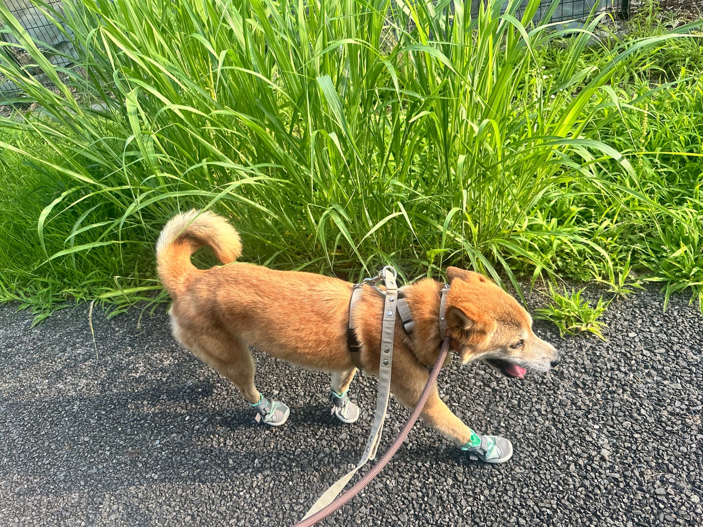 Customer photo review of Hot Pavement Pawtector Dog Shoes - Teal