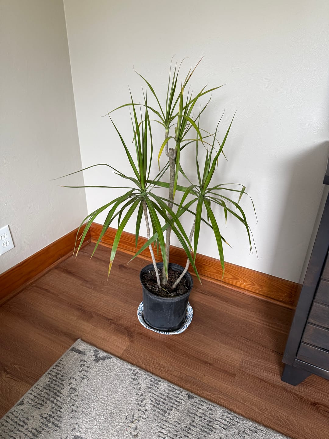 Customer photo review of Dracaena Dragon Tree Green, Tree Form