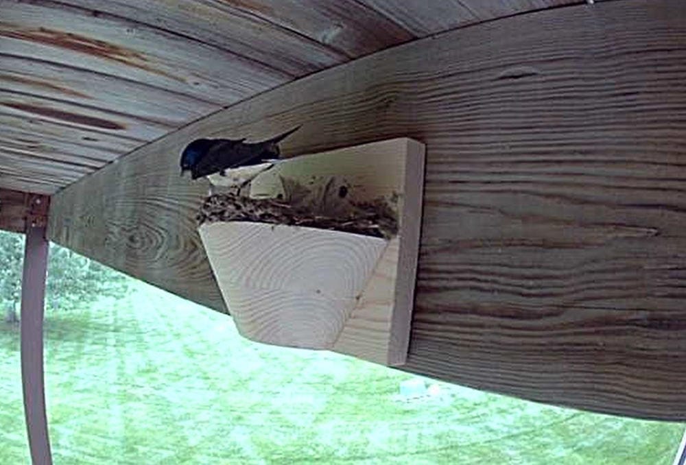 Customer photo review of Barn Swallow Nest Cups - Set of 2