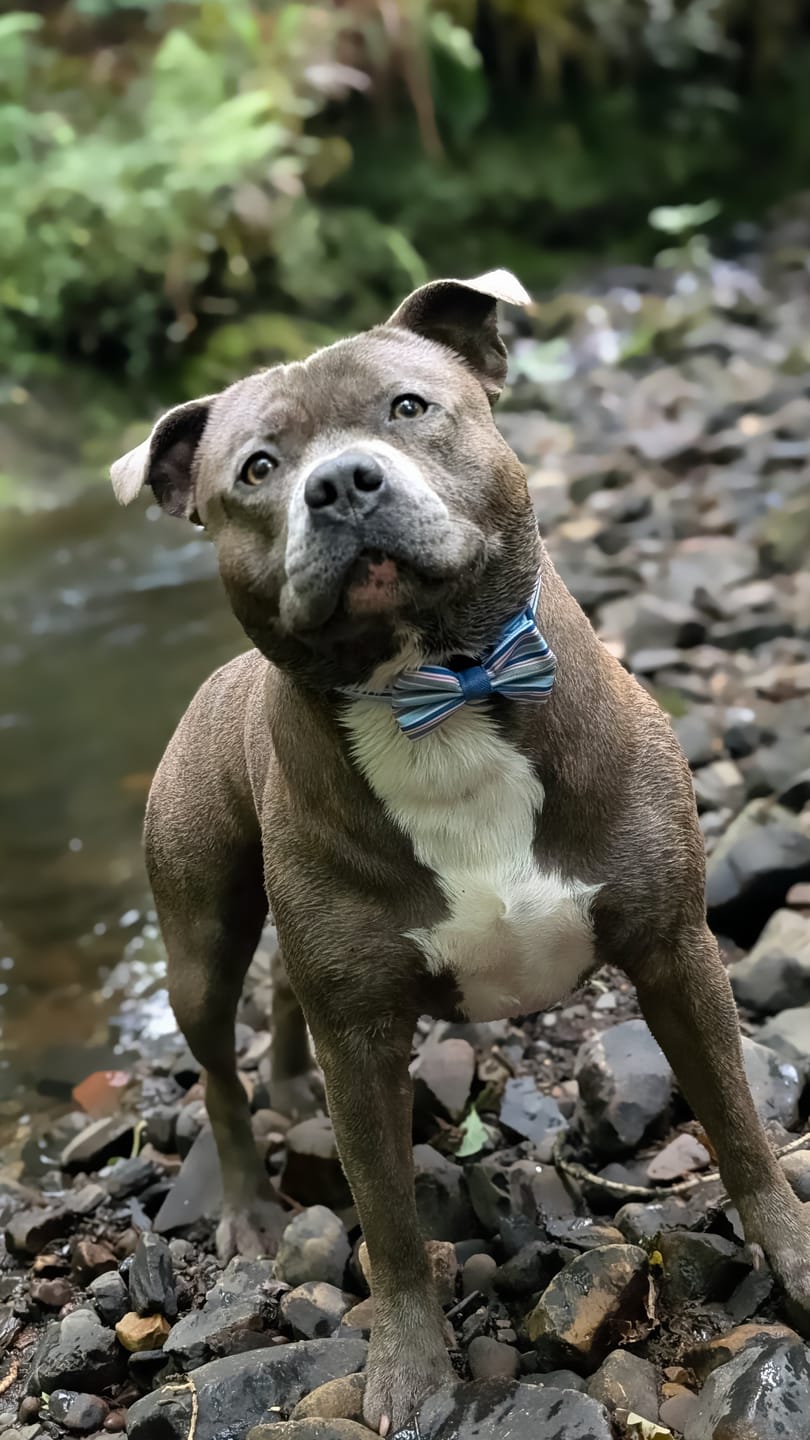 Customer photo review of Collar - Sailor Stripes