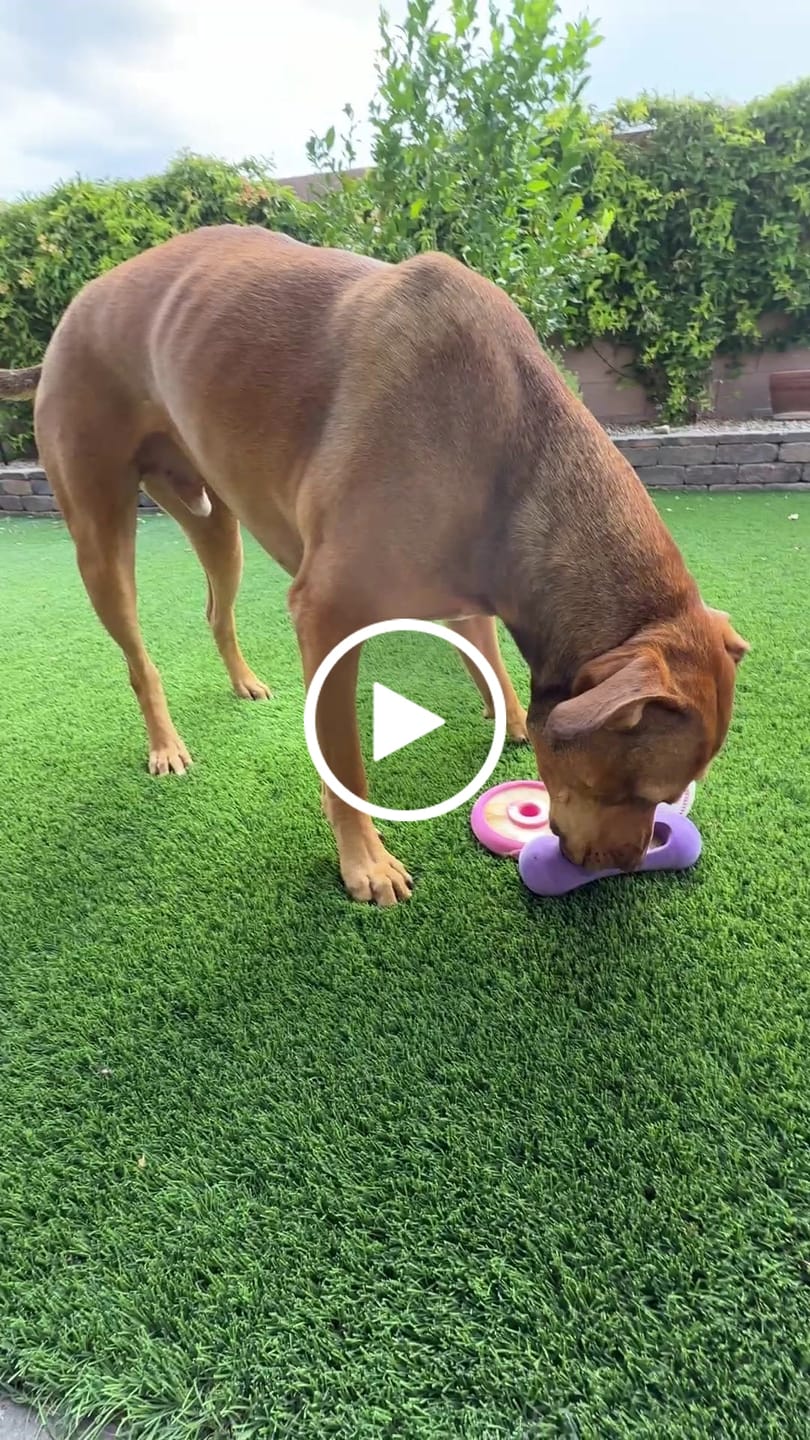 Customer video review of Freez Doughnut - Super Durable Treat Toy
