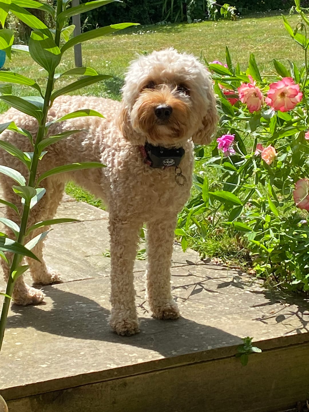 Customer photo review of Personalised Treat Tin - Training Aid - Pocket Sized