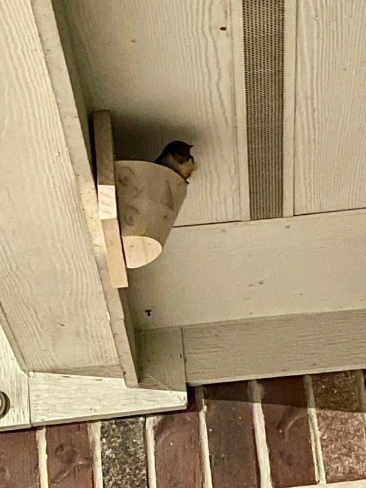 Customer photo review of Barn Swallow Nest Cups - Set of 2