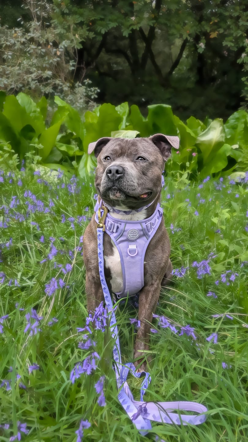 Customer photo review of Collar - Walkies Ready® Lavender Lilac