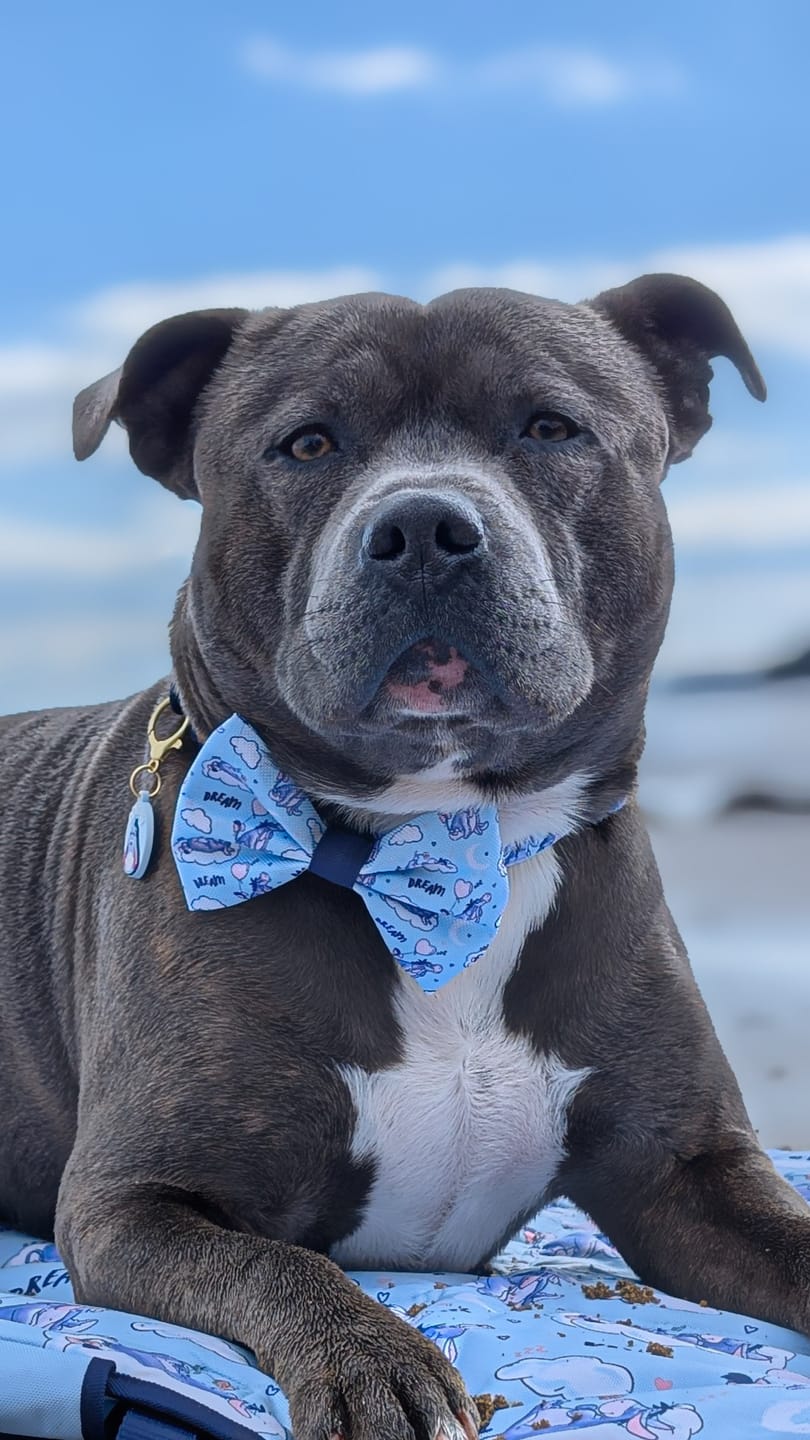 Customer photo review of Disney© Collar - Eeyore