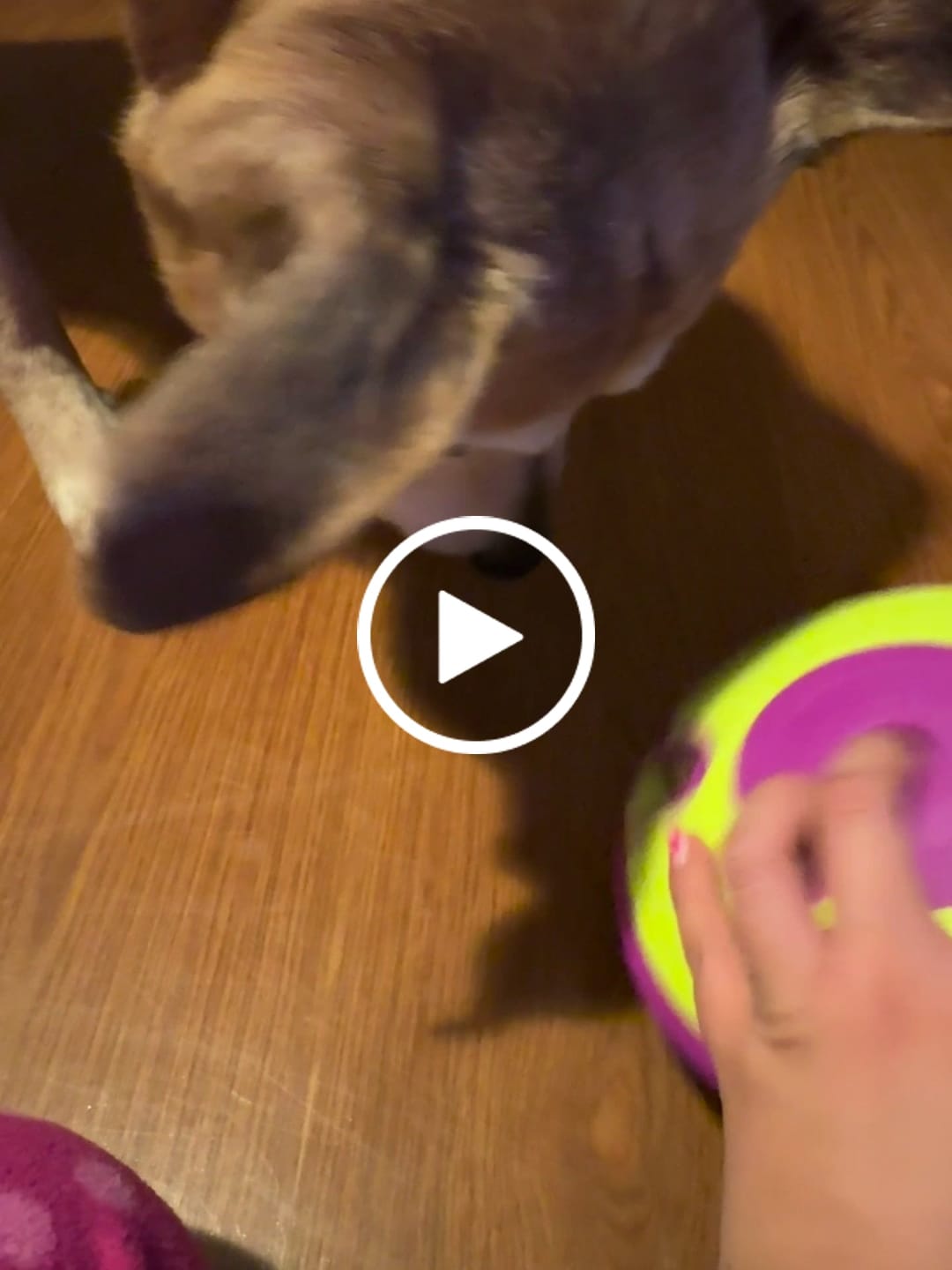 Customer video review of Alimento Perro Adulto Toda Raza Proteína Insectos