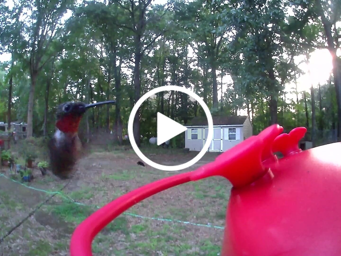 Customer video review of Birdfy Hum Feeder - Hummingbird Feeder with Camera