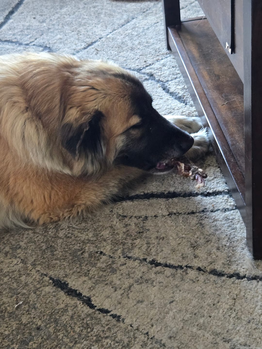 Customer photo review of Ostrich Tendon Twister (16" x 2.5" x 1"): The Satisfying, All-Natural Chew for Dental Health & Joint Support