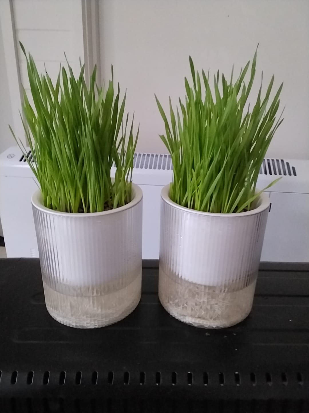 Customer photo review of MICHU All-in-One Soil-Free Cat Grass Grow Kit with Australian Seed and Mulch, Made in Australia