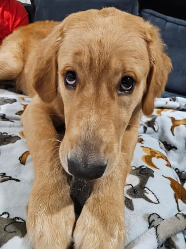 Customer photo review of Blueberry Yak Chews