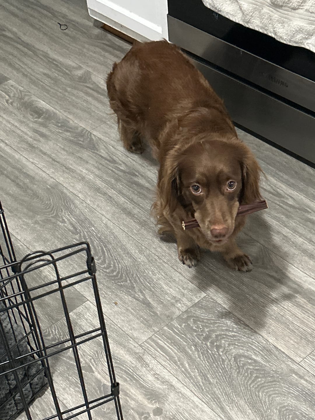 Customer photo review of 6 Inch Beef Jerky Stick