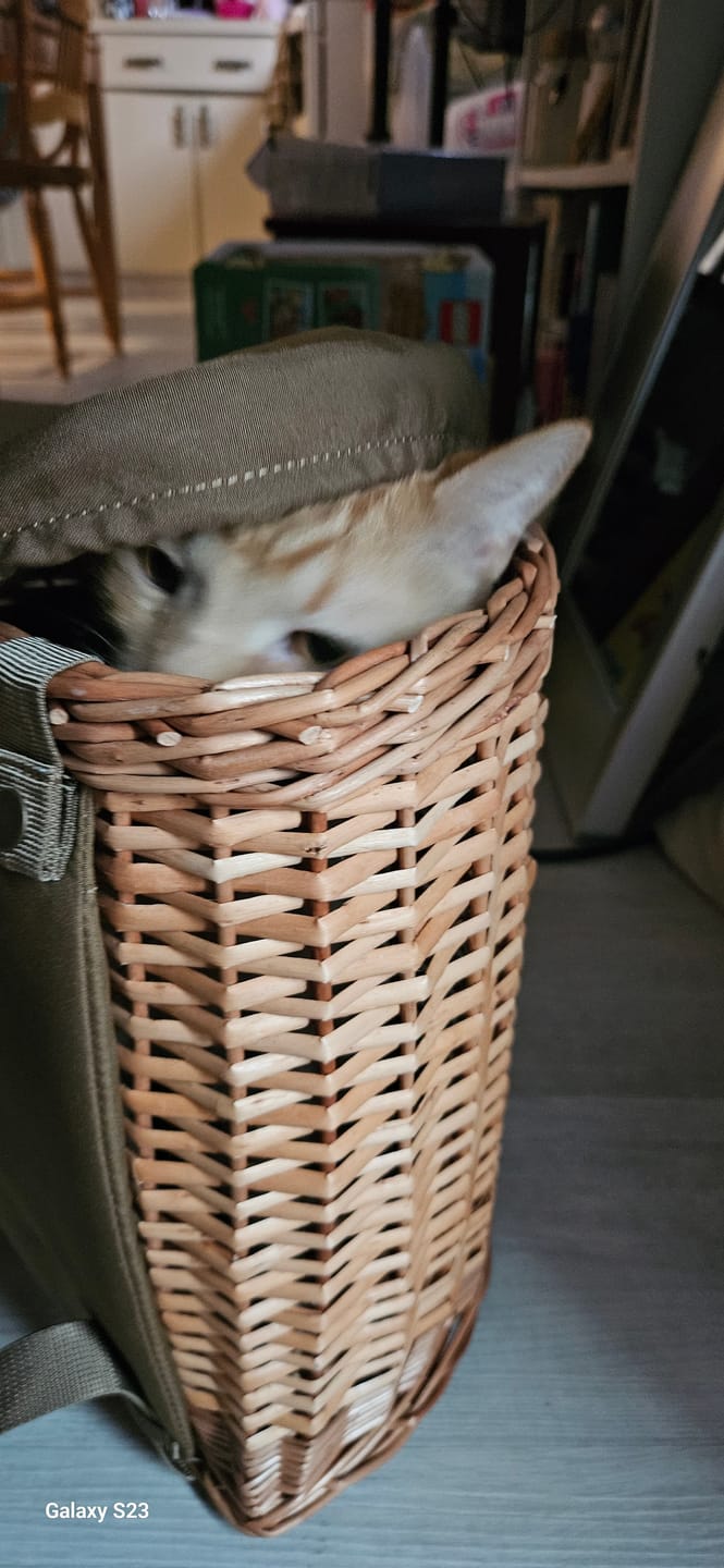 Customer photo review of Mushroom Picking Backpack, Wicker Basket, Foraging Basket Rucksack
