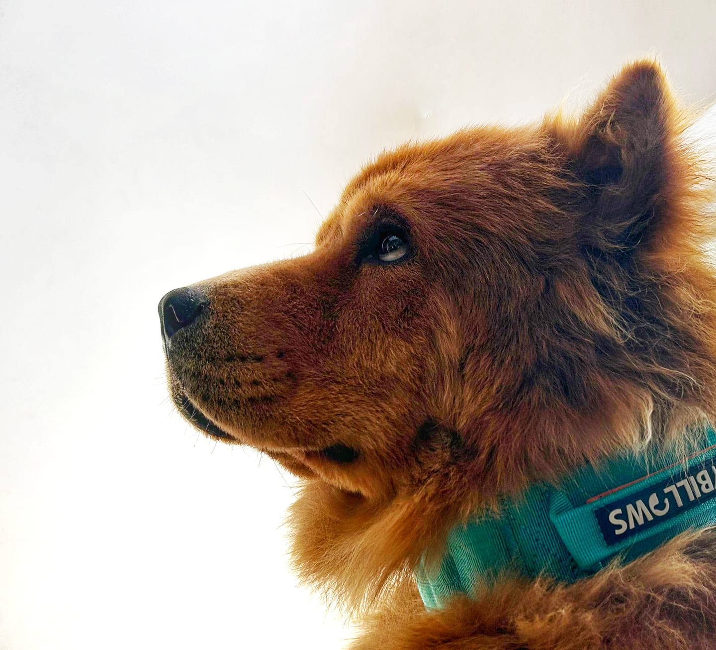 Customer photo review of 5cm Lighter Combat® Collar | With Handle Secure Clip - Turquoise x Orange