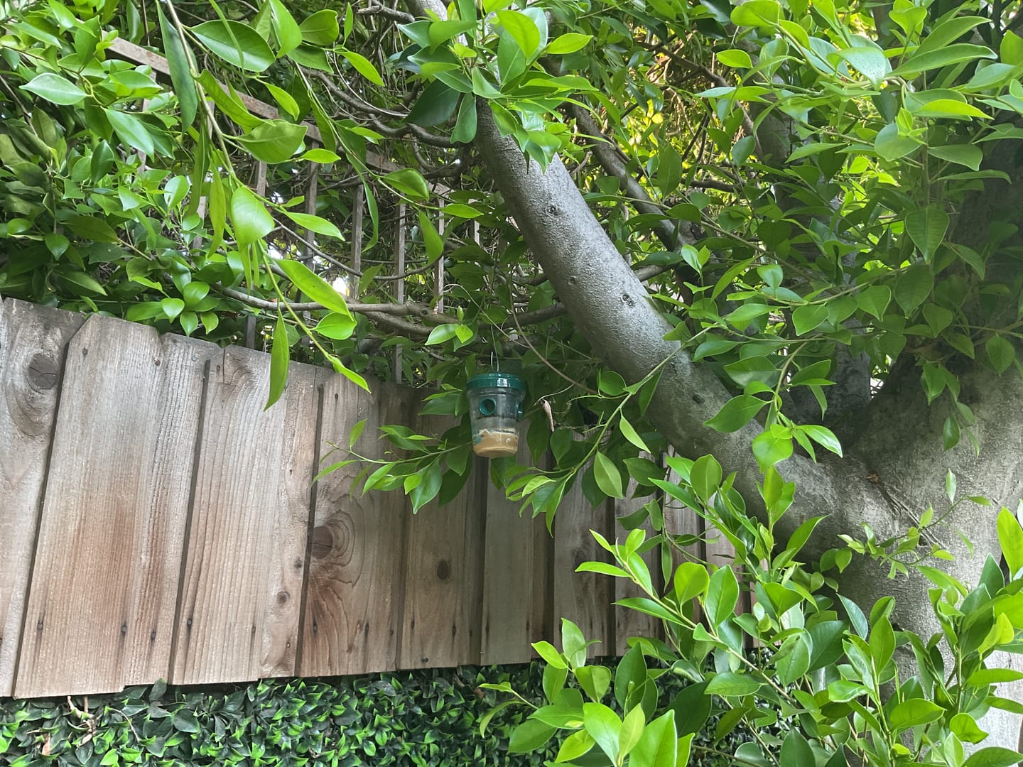 Customer photo review of Mosquito TNT 2.0