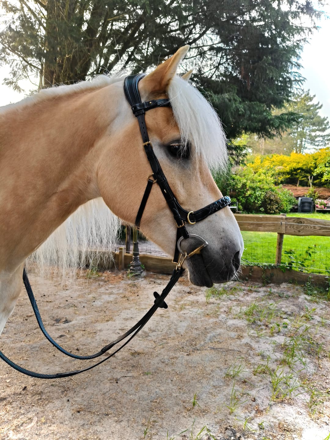 Customer photo review of Odessa bonita Multi Bridle with padded noseband - MASEGO bit to bitless system