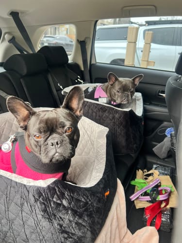 Customer photo review of Pawz Dog Car Booster Seat Belt Safety Protector Pet Travel Bed Basket Washable