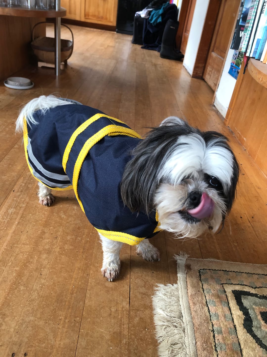 Customer photo review of Cavallino Northampton Dog Coat