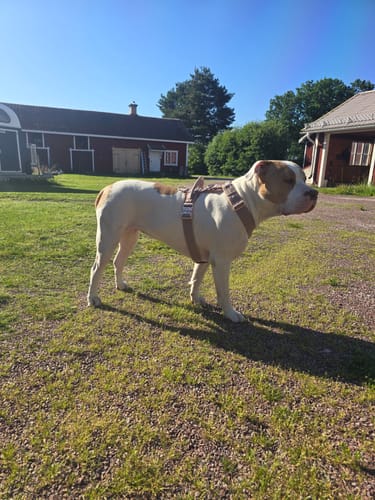 Customer photo review of Easy Walk Extreme Rose Pastel Beige - Sele med snabbspänne