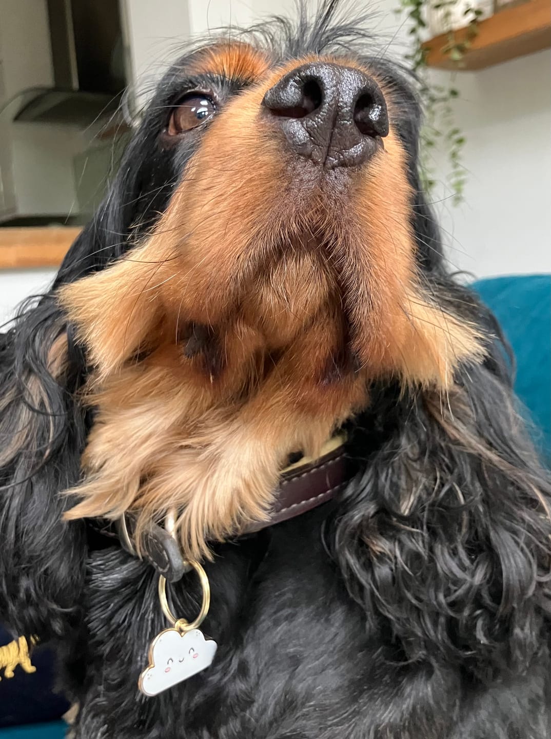 Customer photo review of Cassie Cloud Metal Pet Tag