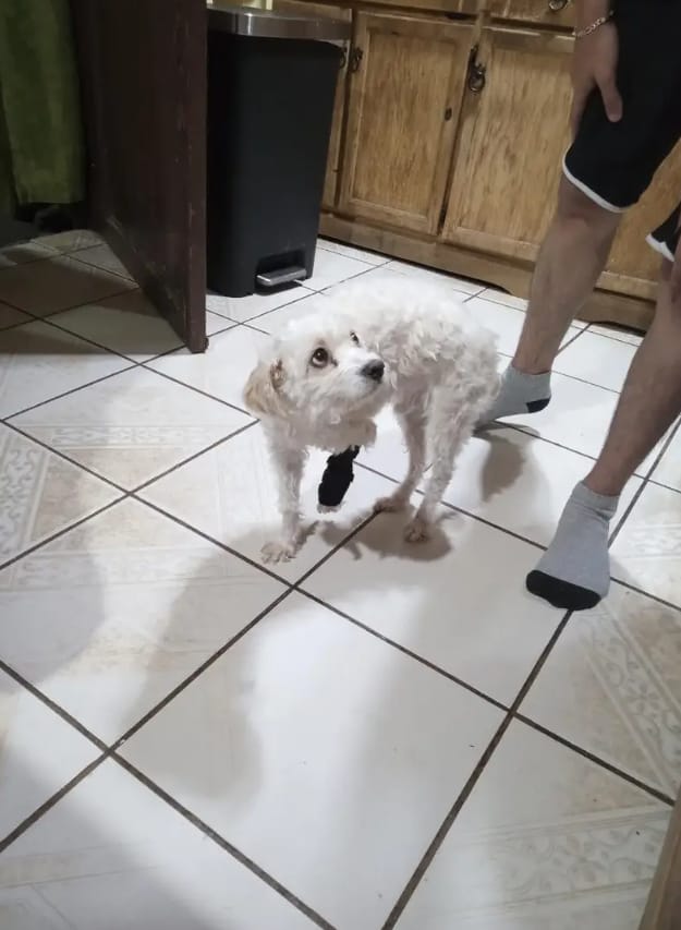 Customer photo review of PawBrace - Orthopedische Honden Pootbrace