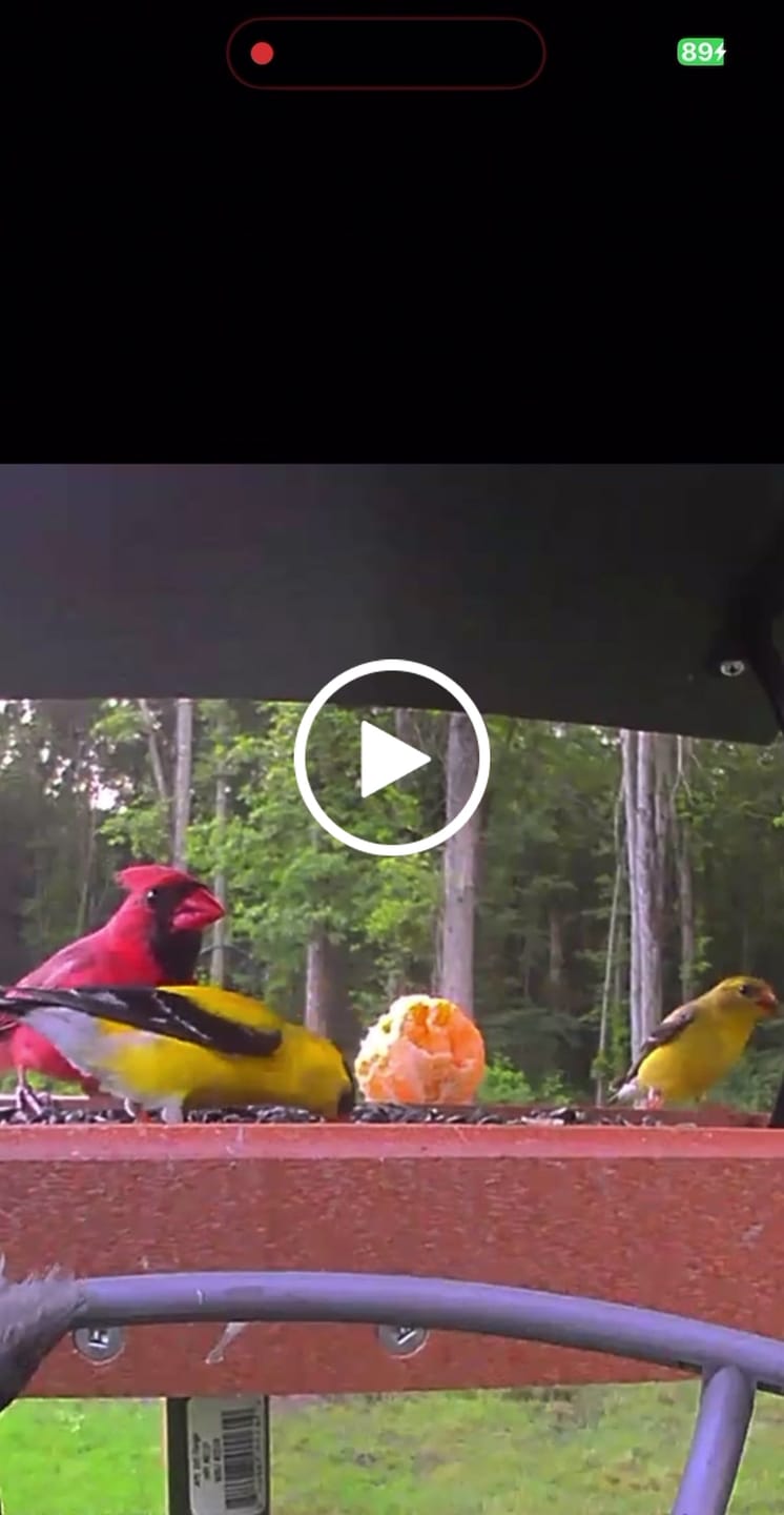 Customer video review of Birdfy Feeder 2 Pro - Bird Feeder Camera
