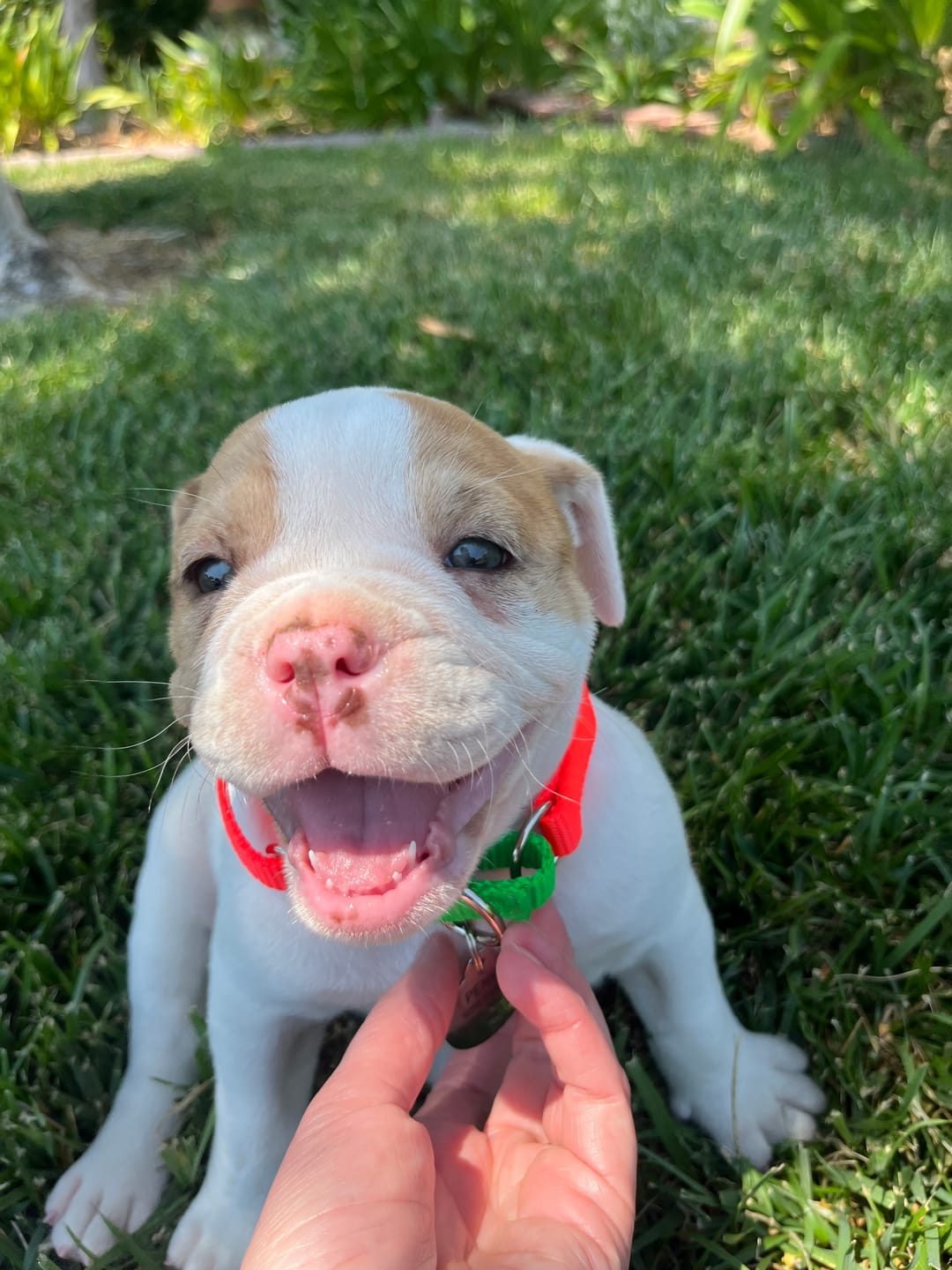 Customer photo review of Memphis Collar