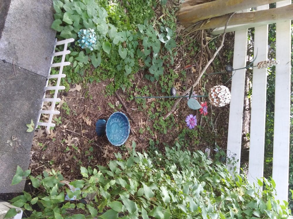 Customer photo review of Short Ceramic Pedestal Bird Bath