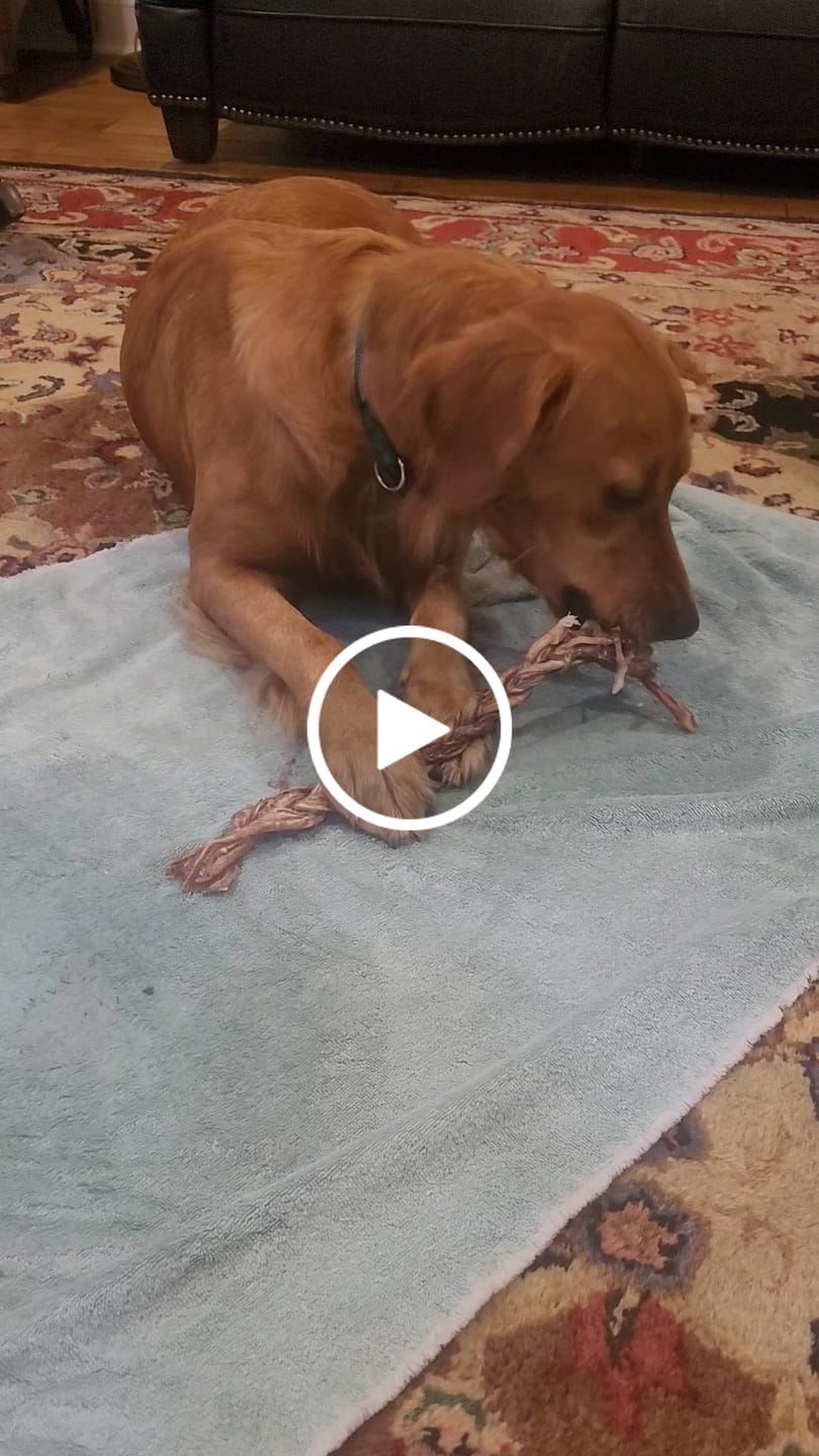 Customer video review of Power Chewer Trial Pack – Built for the Toughest Chewers!