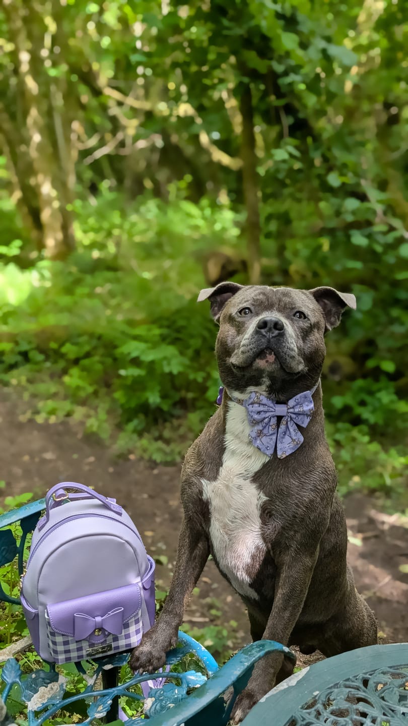 Customer photo review of Disney© Collar - Bambi + Friends Lilac