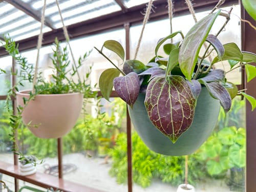 Customer photo review of 8" | 12" Signature Stone Hanging Planter