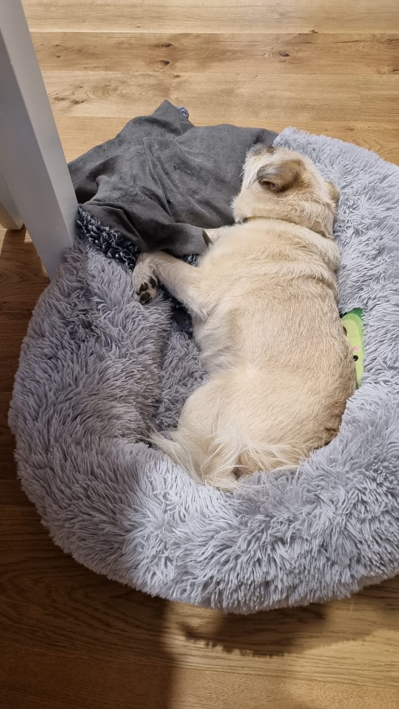 Customer photo review of Pawz Non-Removable Calming Pet Bed