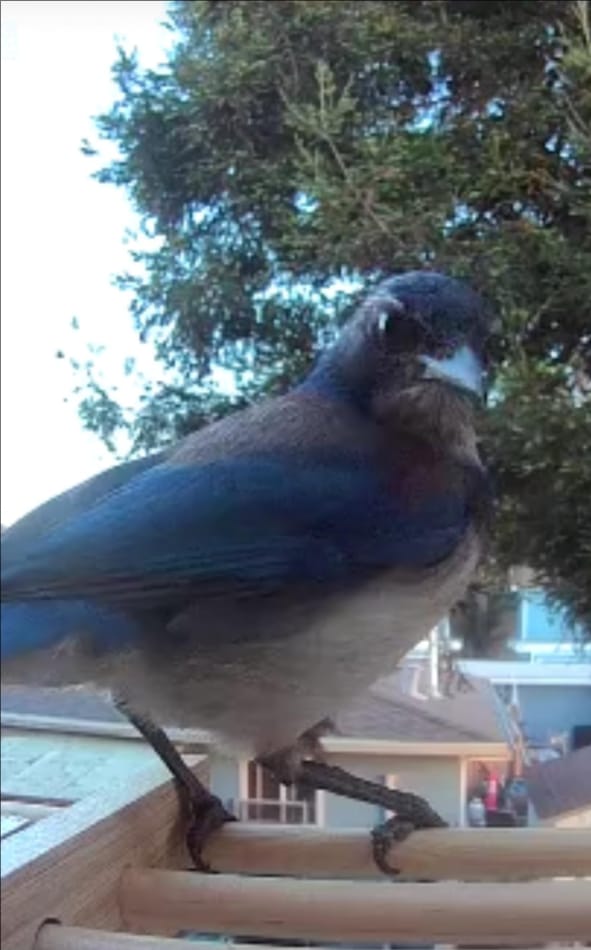 Customer photo review of Birdfy Feeder Bamboo Mini - Bird Feeder With Camera