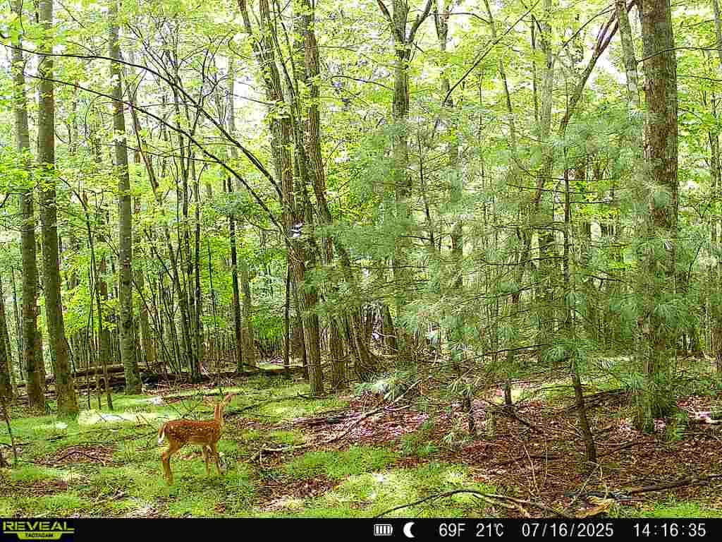 Customer photo review of TACTACAM REVEAL Solar Panel  Solar Power Solution for Trail Cameras