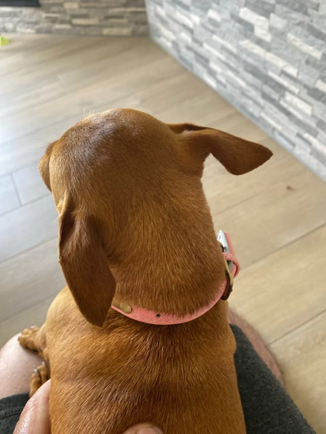 Customer photo review of PawID - Gegraveerde Leren Hondenhalsband