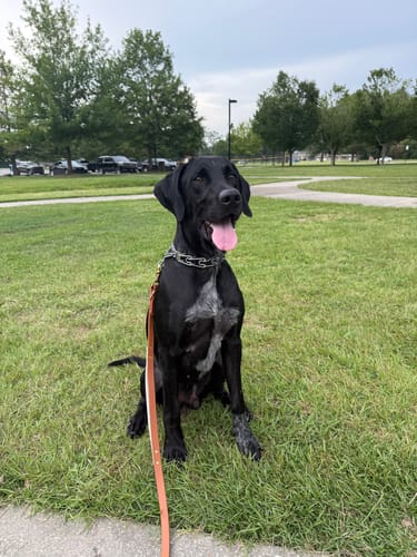 Customer photo review of Biothane Traffic Handle Dog Leash