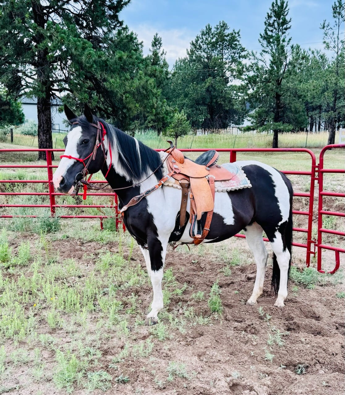 Customer photo review of Clinician 4 Knot Halter and 14ft Lead Set