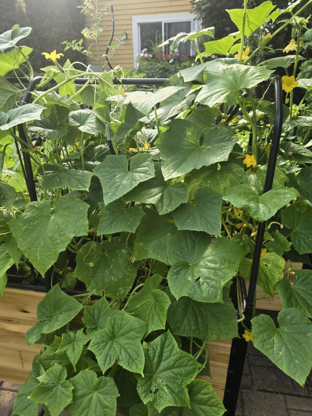 Customer photo review of Greenhouse Cover