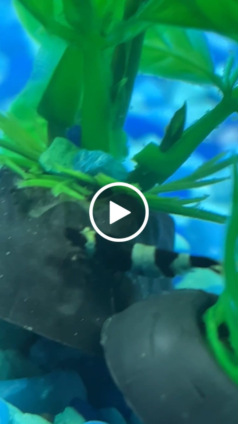 Customer video review of Shadow Panda Shrimp