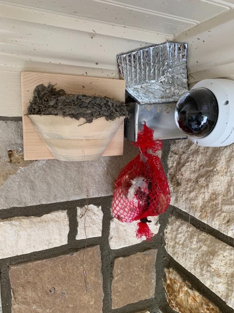 Customer photo review of Barn Swallow Nest Cups - Set of 2