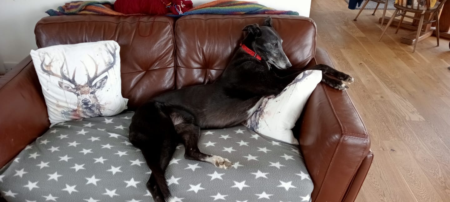 Customer photo review of Total Urinary Care Supplement For Dogs