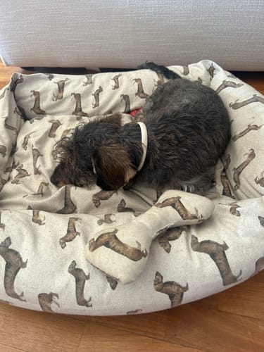 Customer photo review of Gioco Osso