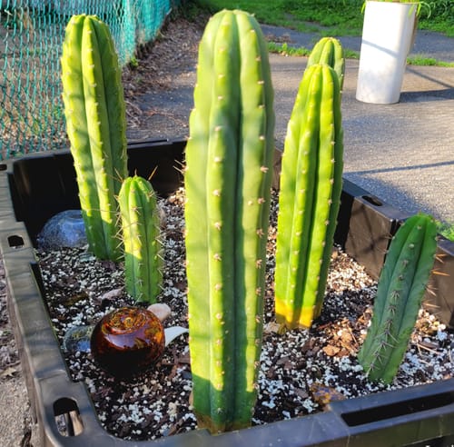 Customer photo review of San Pedro Cactus | Trichocereus (Echinopsis) Pachanoi