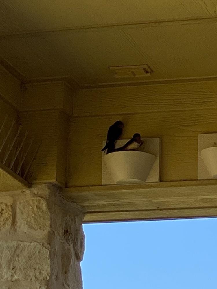 Customer photo review of Barn Swallow Nest Cups - Set of 2