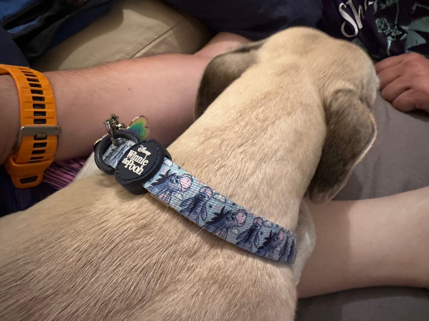 Customer photo review of Disney© Collar - Eeyore