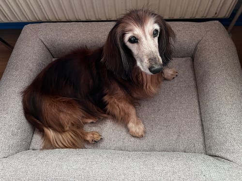 Customer photo review of Staey - Karla Ortopædisk Hundeseng, Dune