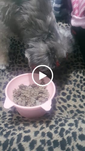 Customer video review of Weasy Food - Sênior